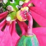 Euphorbia pulcherrima Blomma