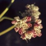 Eriogonum pyrolifolium Цвят