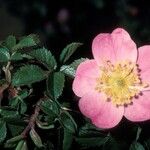 Rosa serafinii Blomma