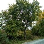 Ulmus laevis Habitat