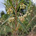 Gomphocarpus fruticosus Fleur