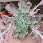 Echeveria shavianaFoglia