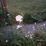 Silene latifoliaFlower