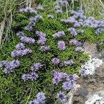 Globularia repens Plante entière