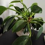 Philodendron martianum برگ