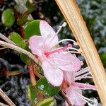 Myrteola nummularia Flower