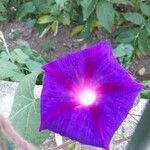 Ipomoea purpurea Virág