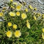 Hieracium berardianum Λουλούδι