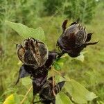 Hibiscus grandiflorus Цвят