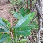 Erythroxylum laurifolium Leaf