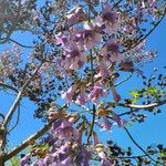 Paulownia tomentosaΛουλούδι