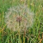 Tragopogon dubiusFruit