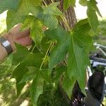 Acer truncatum Folha