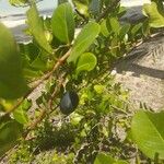 Chrysobalanus icaco Fruit