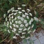 Laserpitium siler Flower