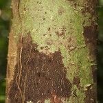 Lacmellea aculeata Kabuk