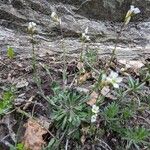 Arabis collina Habit