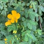 Senna pendula Floro