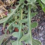 Crepis foetida Feuille