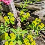 Euphorbia flavicoma ফুল