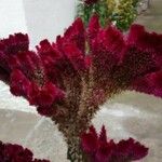 Celosia argentea Flor