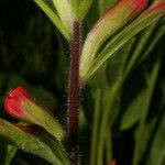 Castilleja coccinea Bark