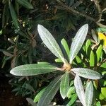 Rhododendron degronianum Blatt