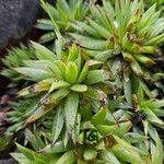 Sempervivum globiferum Leaf