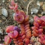 Sedum dasyphyllum Lehti
