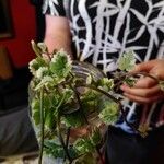 Plectranthus forsteri Blad