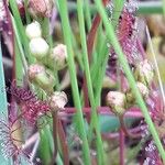 Drosera intermedia Žiedas