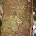 Pouteria cayennensis Bark