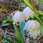 Leucojum vernum Diğer