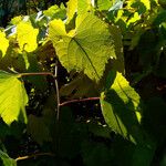 Vitis vulpina 叶