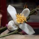 Citrus japonica Цветок