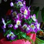Schizanthus pinnatus Floare