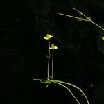 Ranunculus brotherusii