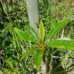 Plumeria alba Hoja