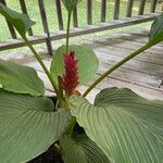 Curcuma longa Blatt