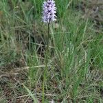 Dactylorhiza fuchsii Хабит