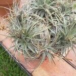Deuterocohnia longipetala Hoja
