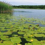 Nuphar lutea Levél