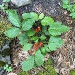 Rubus saxatilis 葉