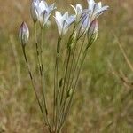 Triteleia peduncularis Flor