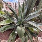 Agave valenciana Leaf