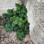 Geum macrophyllum Leht