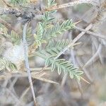 Astragalus piptocephalus Deilen