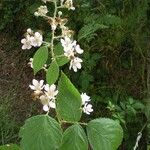 Rubus geniculatus Outro