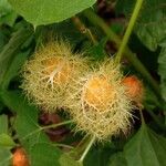 Passiflora foetida Плод