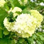 Viburnum macrocephalum Blüte